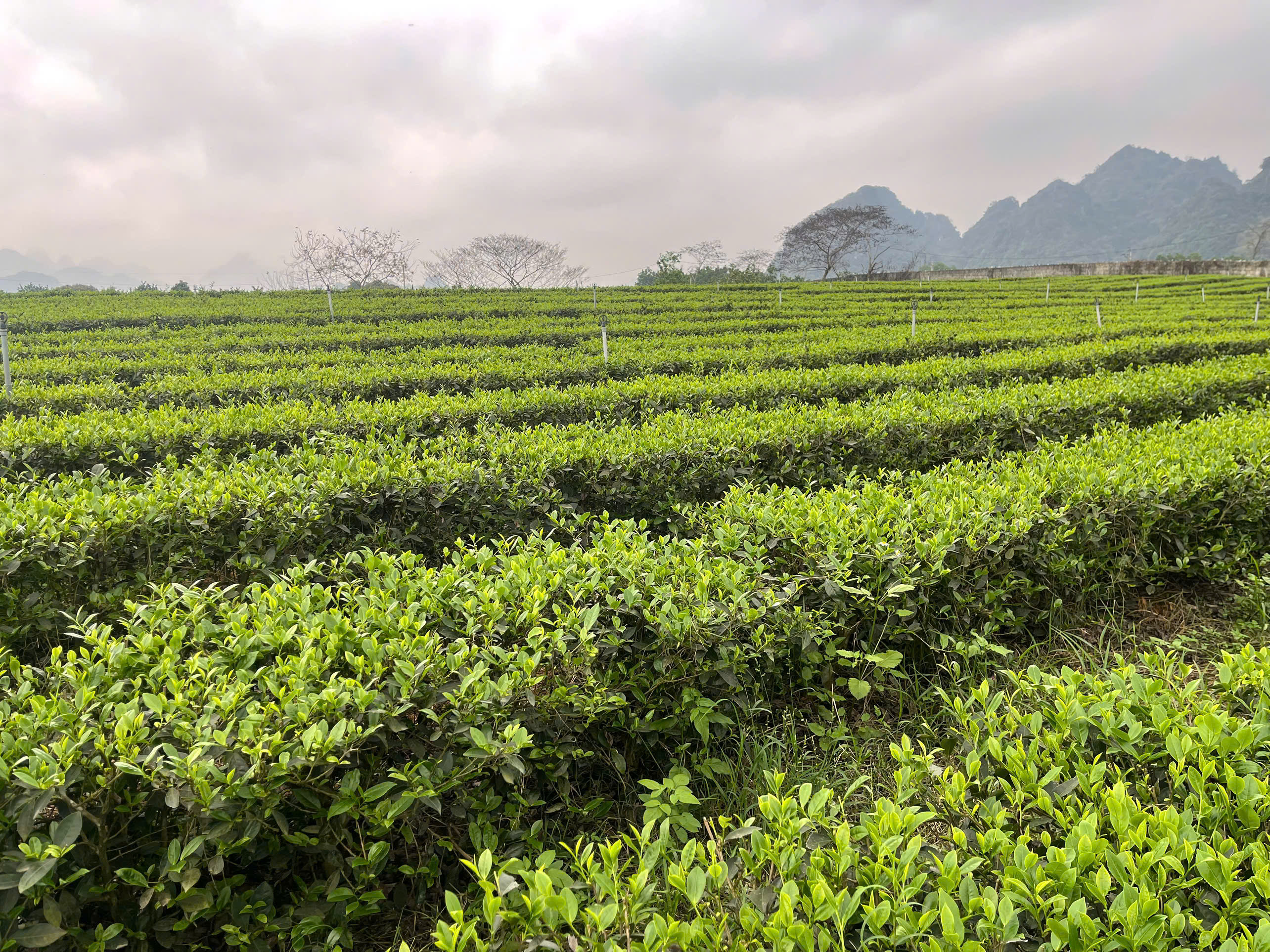 Nương chè xanh Phú Thành bên núi đá