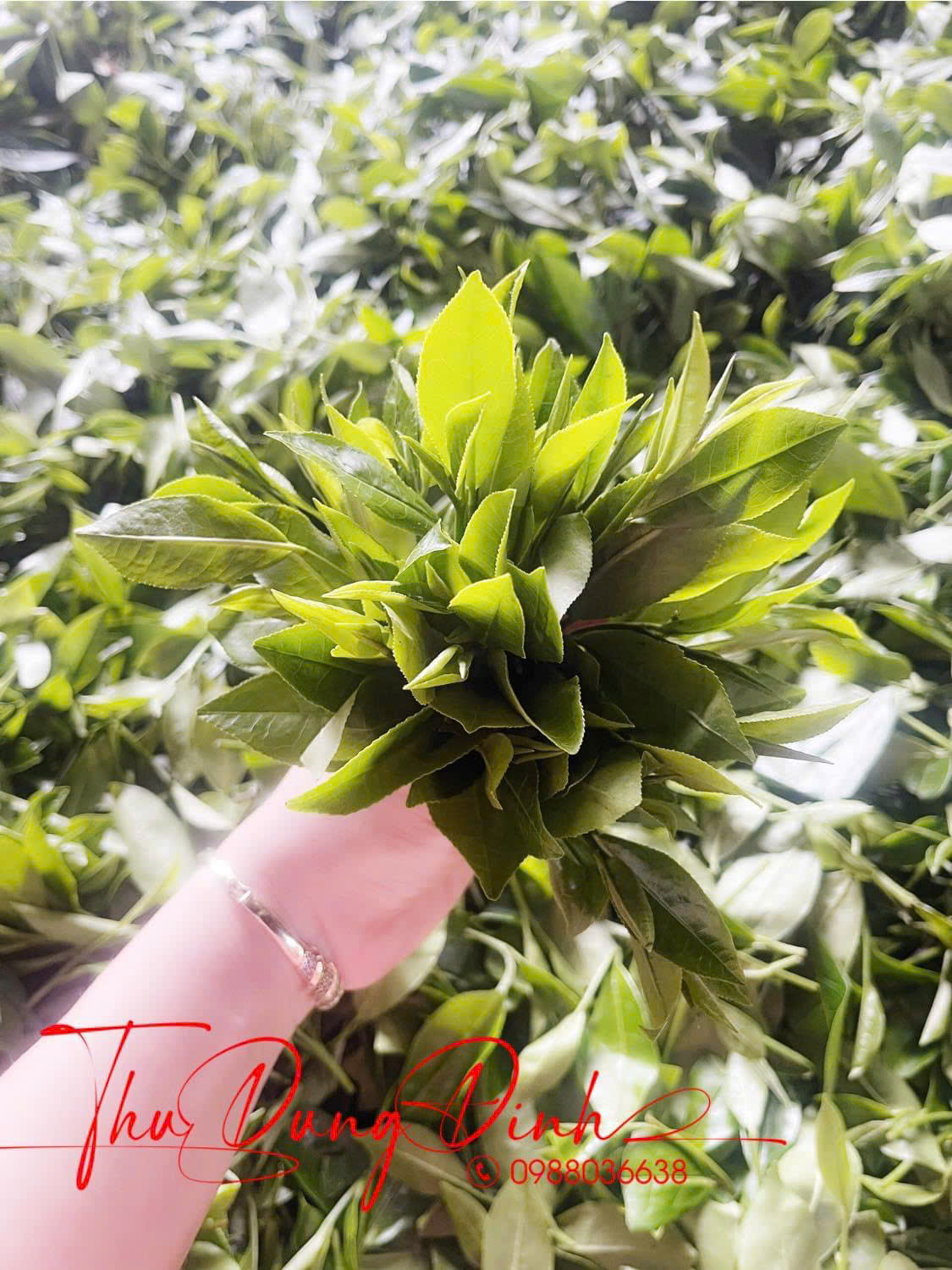 Búp chè non được thu hái