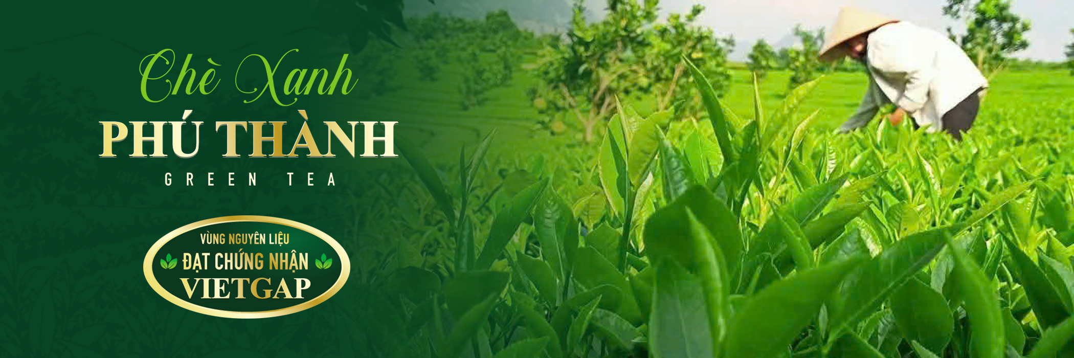 Nương chè xanh Phú Thành bên núi đồi