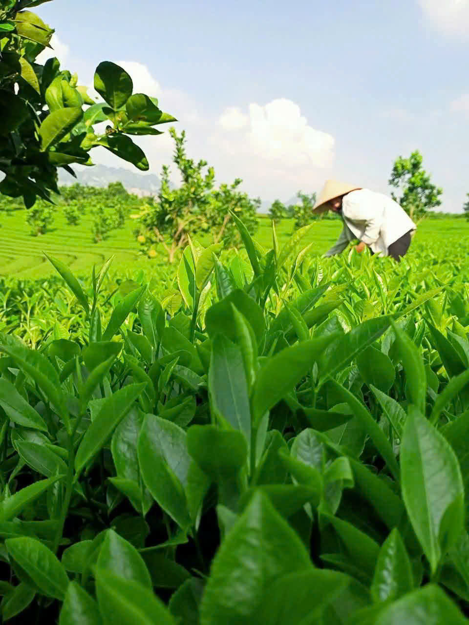 Người nông dân thu hái chè tại vùng nguyên liệu Phú Thành
