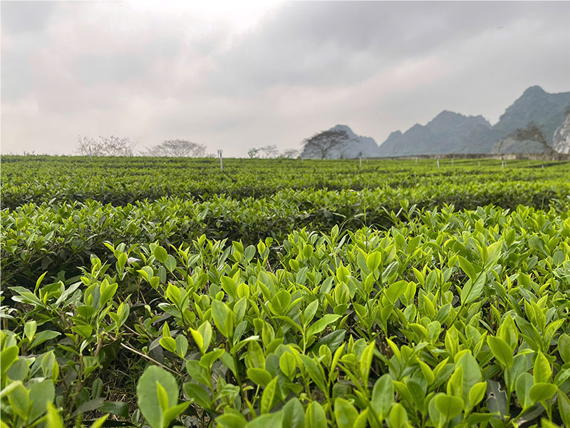 Miền đất ươm hương