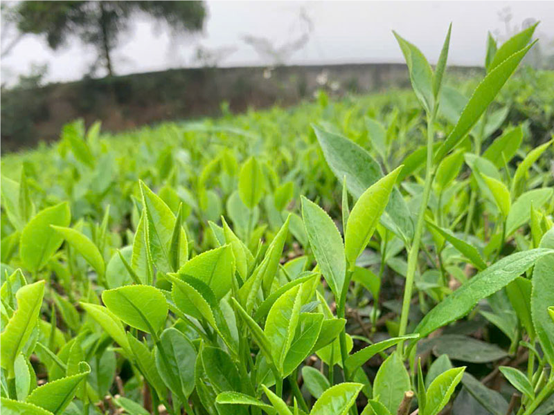 Vị xanh thuần khiết