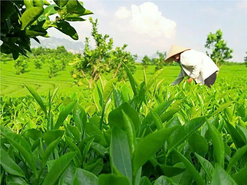 Canh tác theo chuẩn quốc gia