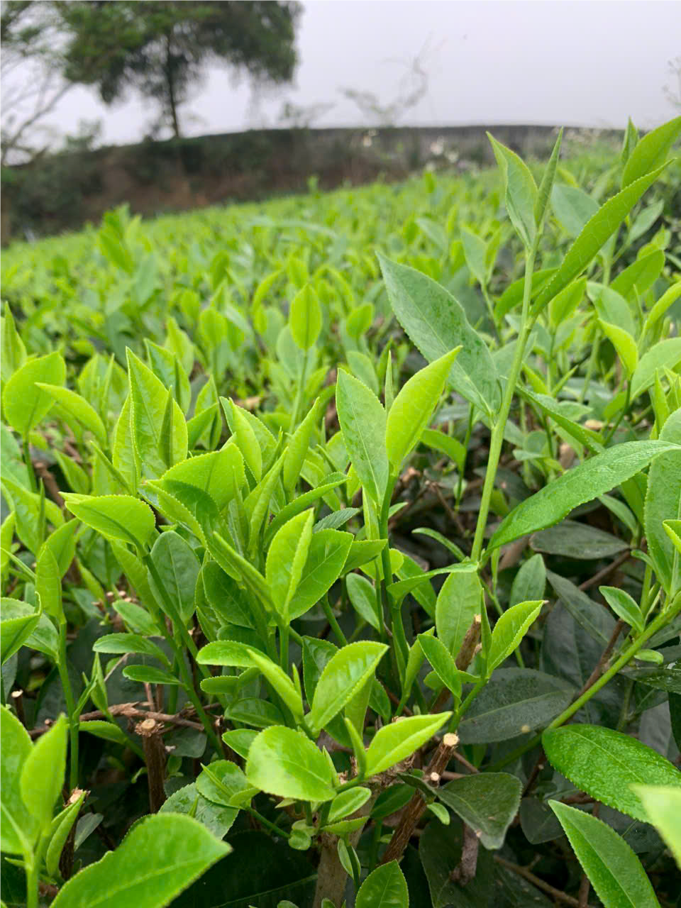 Chè xanh Phú Thành