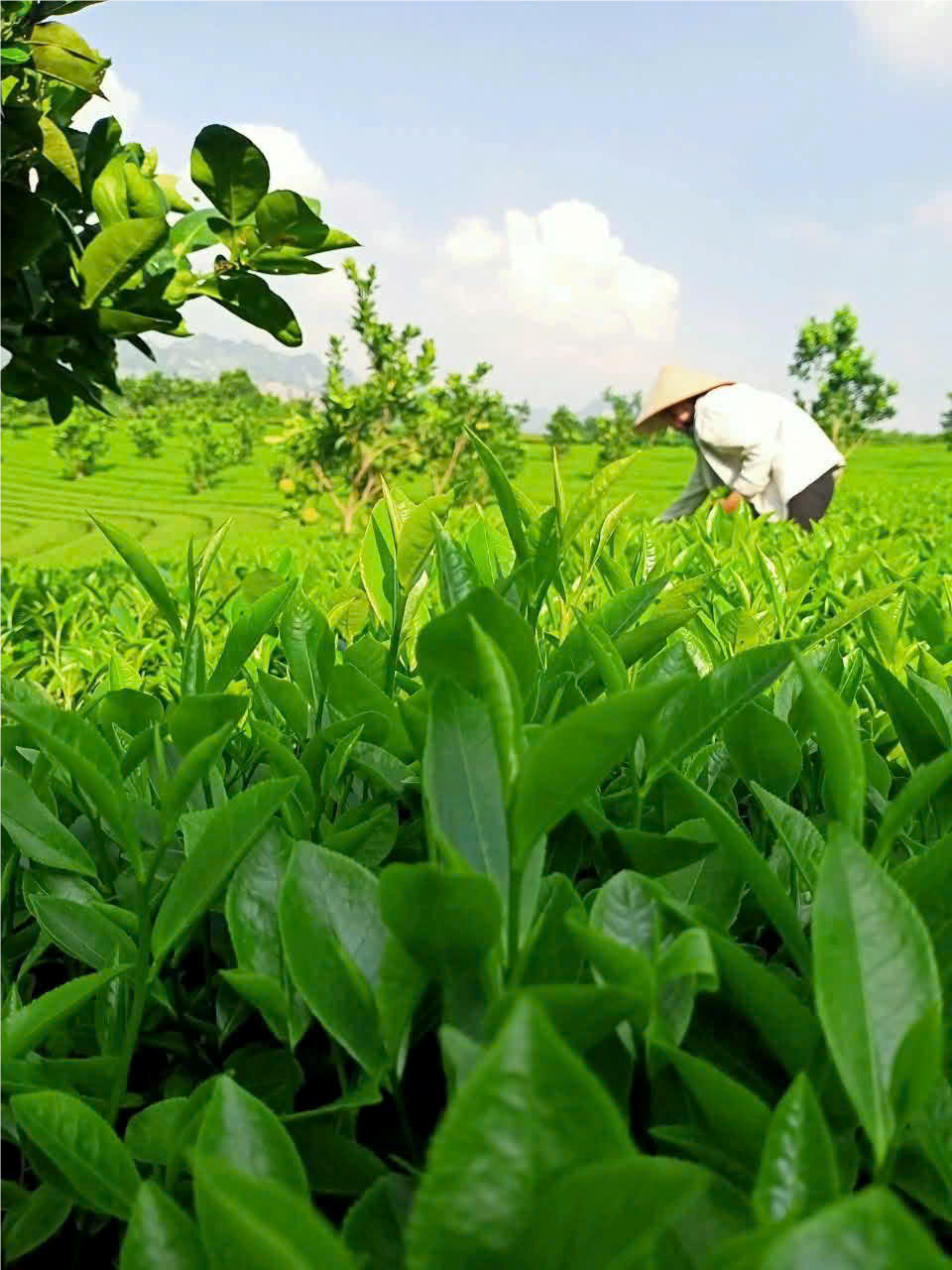 Chè xanh Phú Thành