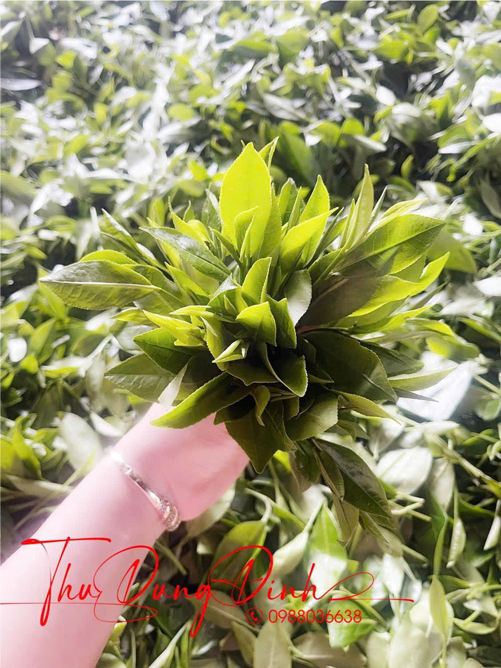 Chè xanh Phú Thành