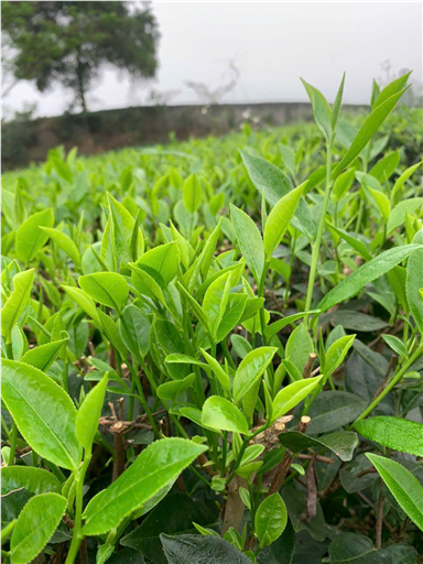 Sản phẩm trà
